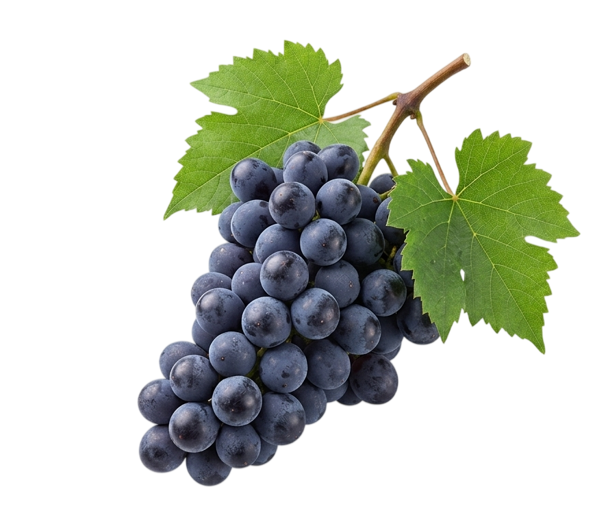 Kubo Farm Direct Sales Stand: Premium Yamanashi Kyoho Black Grapes